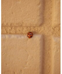 🔴 | ﾅﾅﾎｼﾃﾝﾄｳ(その他)