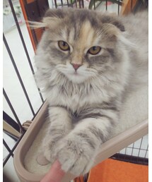 (ФωФ) | その他