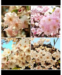 🌸 | その他