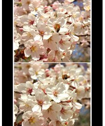 🌸🐝 | その他
