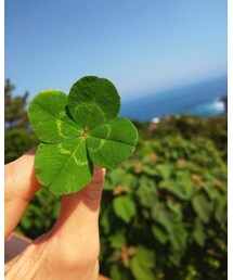 🍀 | その他
