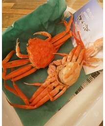 🦀 | その他