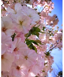 🌸 | その他