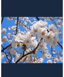 🌸 | その他
