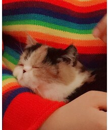猫かわいい | その他