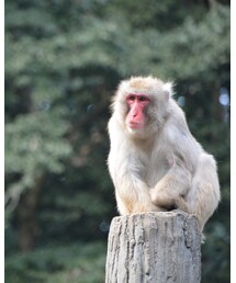 福岡市動物園 | その他
