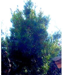 H&M | シャツ/ブラウス