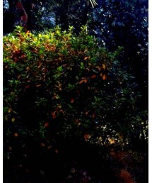 Johnbull | デニムパンツ