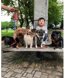 実家の愛犬と叔母の愛犬💓📸 | その他