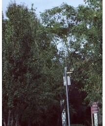 Acne Studios | パーカー