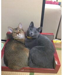 仲良しにゃんこ🎶 | その他
