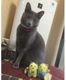 にゃんこ3号！ | その他