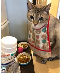 🐱🐱 | その他