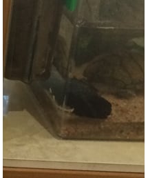 ミシシッピニオイガメ | その他