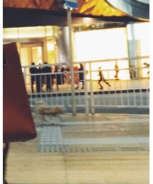 Sophie Hulme | トートバッグ