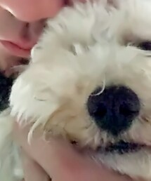 Lemon Hert | その他