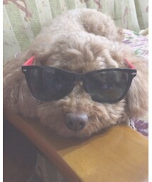 じじ犬 | おもちゃ