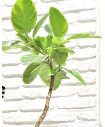 CANAL JEAN | ゴムの木🌳 店頭にて販売中です❤︎(インテリア)