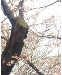 桜 | その他