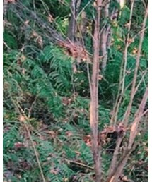 GLOBAL WORK | Tシャツ/カットソー