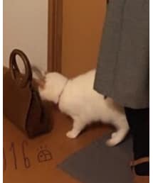 猫ちゃん | その他