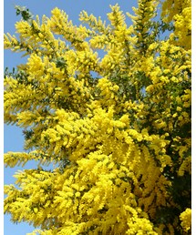  満開のミモザ🌻 | その他