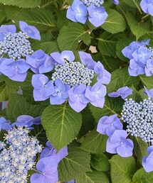 ✨今日の紫陽花✨ | 綺麗なブルー💙(ポスター/アート)
