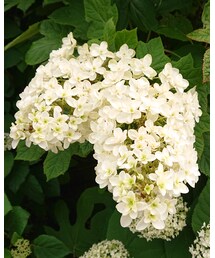 ✨今日の紫陽花✨ | ポスター/アート