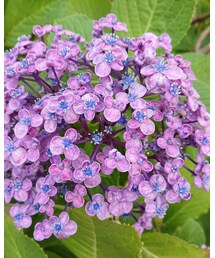 ✨今日の紫陽花✨ | ポスター/アート