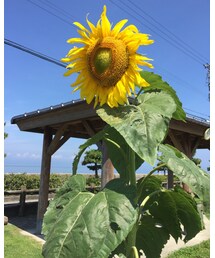 ひまわり | 生活家電