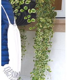 DENIM DUNGAREE | バッグ