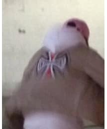 Supreme  | その他アウター