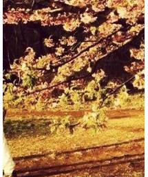 1人お花見 | パンプス