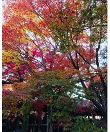 紅葉 | その他