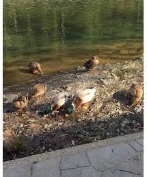 添えられたカモ | その他