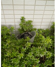 救出。 | 福袋/福箱