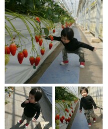 苺だらけ天国🍓 | 福袋/福箱