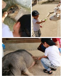 ふれあい動物園 | 福袋/福箱