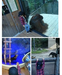 動物園 | 福袋/福箱