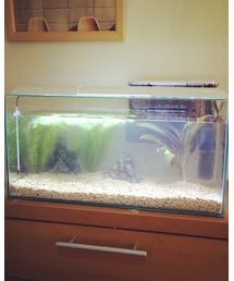 熱帯魚🐠 | その他