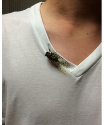 ツクツクボウシ | ネックレス