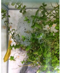 ベイビー誕生 | その他