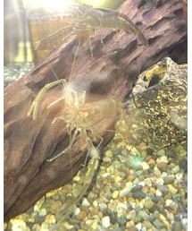 手長エビ | その他