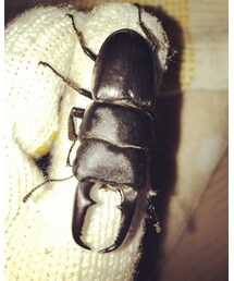 ヒラタクワガタ | その他