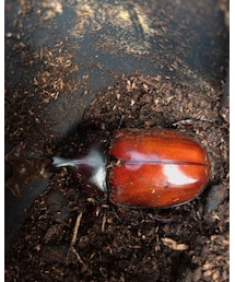 大人になりました😆 | その他