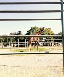 動物園♡ | きりんさーん♡(その他)