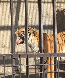 動物園♡ | トラ柄素敵♡(その他)