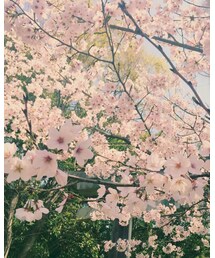 🌸🌸🍡 | 🌸🌸🍡(その他)