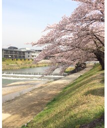 京都🌸鴨川 | 京都🌸鴨川(その他)