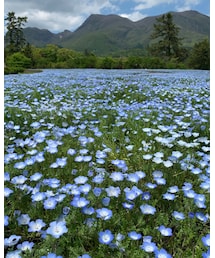 ネモフィラ | その他